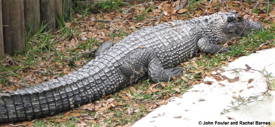Black Caiman